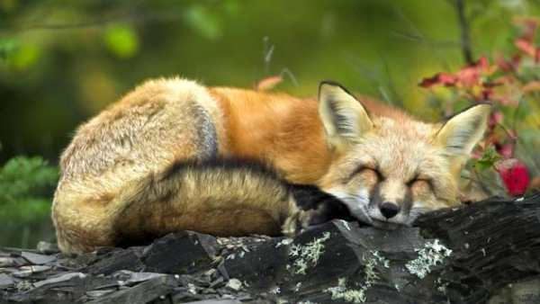 Funny animal mix screenshot 7