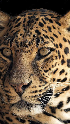 Magic Touch: Leopard Live Wallpaper screenshot 1