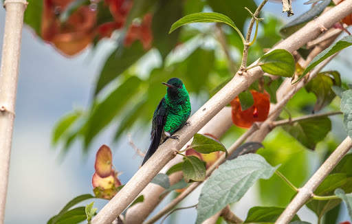 Birds Jigsaw Puzzles HD screenshot 5