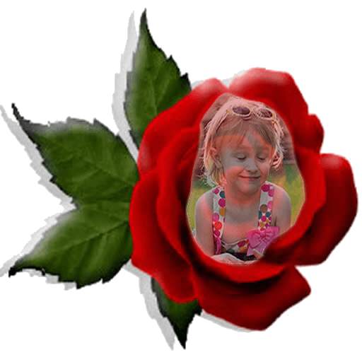 Red Rose Photo Montage 1.7