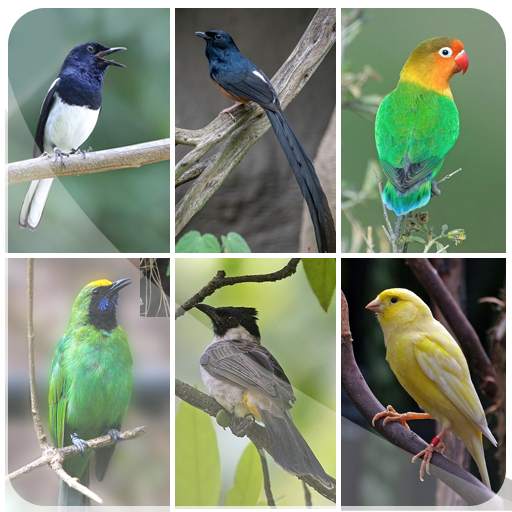 Suara pikat burung kecil lengkap 1.0