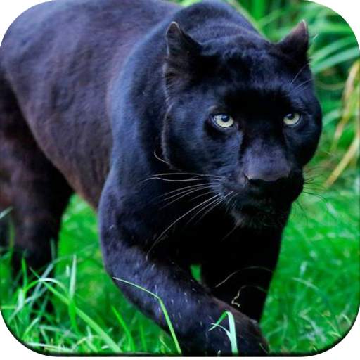 Black Panther Wallpaper HD 1.03