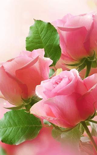 Rose Wallpaper HD screenshot 6
