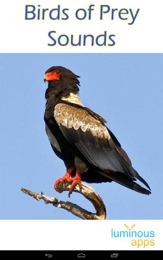 Birds of Prey Sounds Free screenshot 17