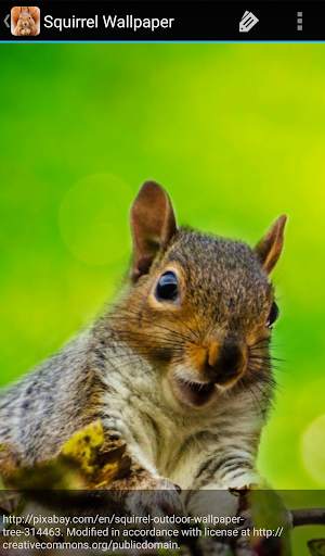Squirrel Wallpaper screenshot 5
