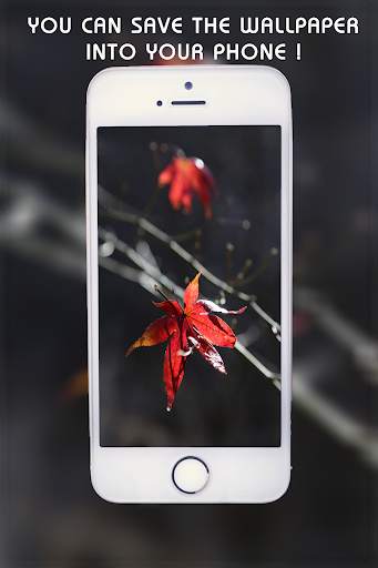 4k & HD phone Wallpapers (backgrounds) screenshot 3