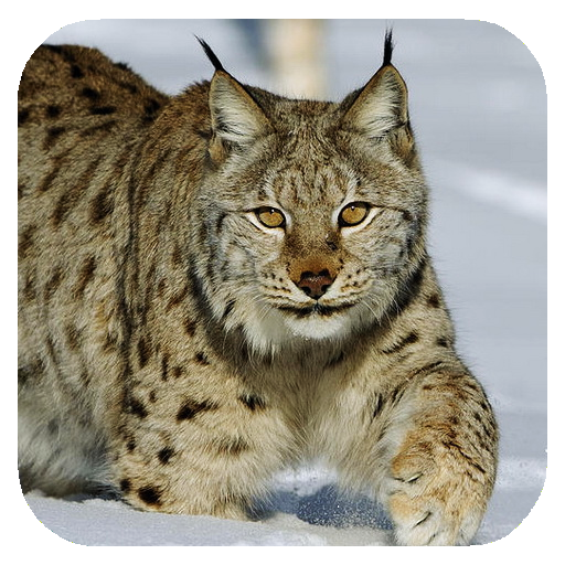 Lynx. Video Wallpaper icon