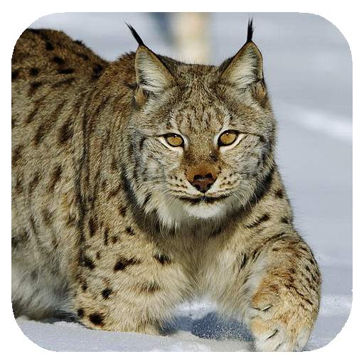 Lynx. Video Wallpaper 1.02