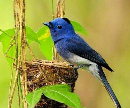Bird Wallpaper Ringtone screenshot 1