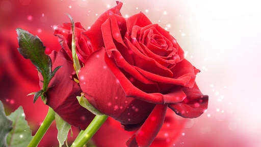 Red Rose Live Wallpaper screenshot 7