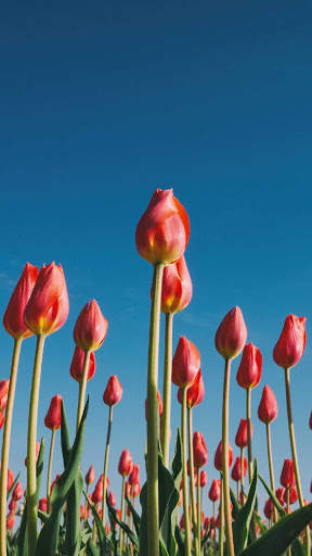 Tulips Wallpapers HD & 4k Backgrounds screenshot 1