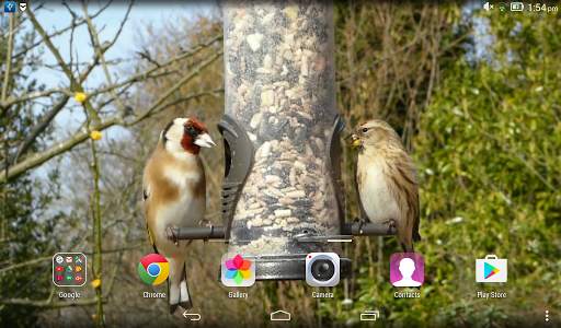 Birds Live Wallpaper screenshot 6