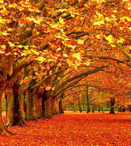 Autumn Wallpapers 1 تصوير الشاشة