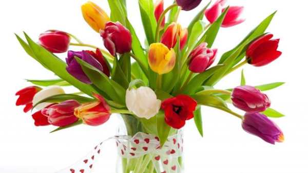 Tulip.Flowers wallpaper स्क्रीनशॉट 7