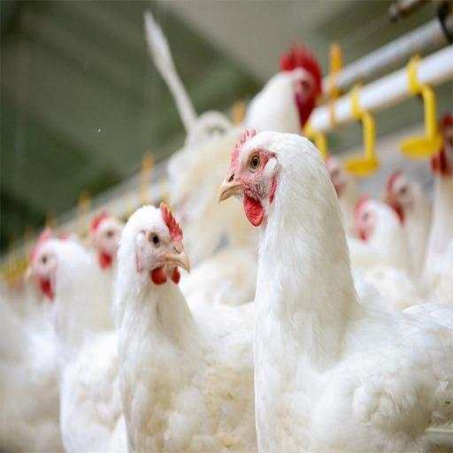 My Poultry 1.0.1