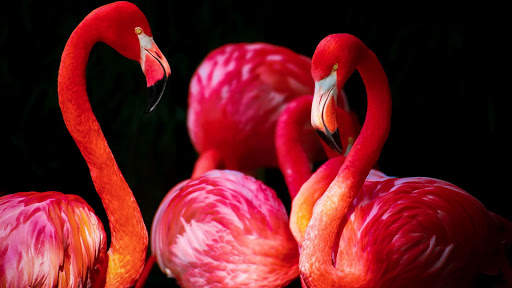 Flamingo. Birds Wallpapers скриншот 2