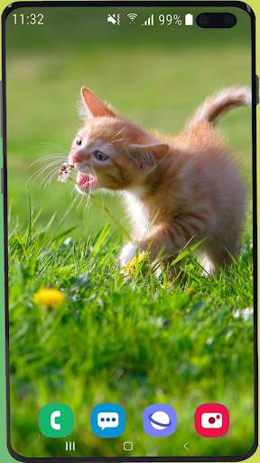 Cute Kitten  Wallpaper HD screenshot 6