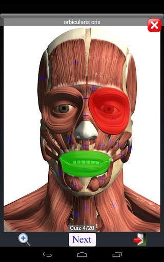 Anatomy Quiz скриншот 11