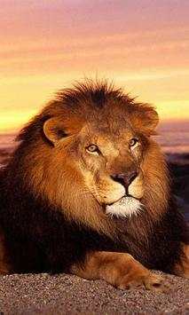 Tigers and Lions screenshot 1