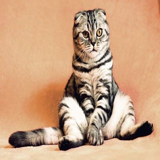 Cat Chat App screenshot 3