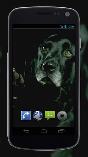 4K Dogs Slow-mo Video Live Wallpaper screenshot 2