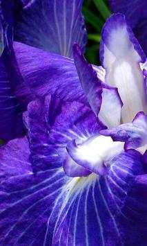 Iris Music Live Wallpaper स्क्रीनशॉट 1