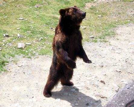 Brown Bear Jigsaw Puzzles screenshot 4