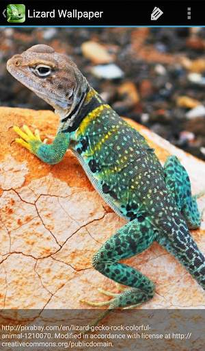 Lizard Wallpaper screenshot 7