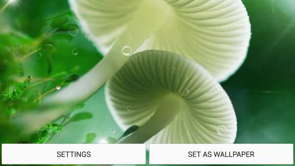 Mushrooms Live Wallpaper स्क्रीनशॉट 7