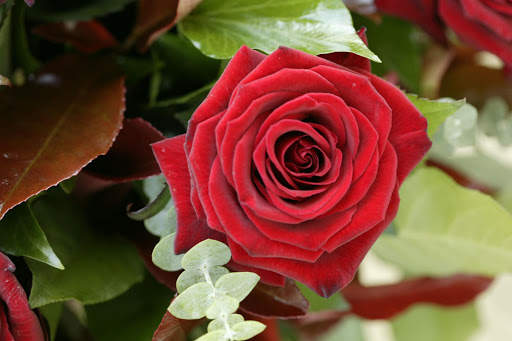 Rose Wallpapers screenshot 3