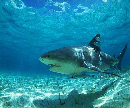 Shark Live Wallpaper screenshot 3