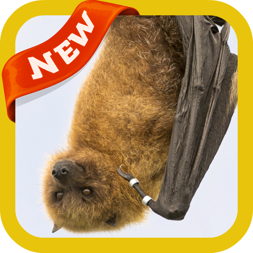 Bat Wallpaper icon
