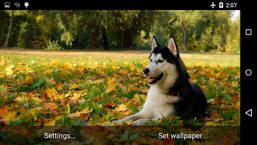 Beautiful Husky Live Wallpaper screenshot 2