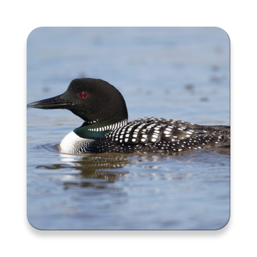 Loon Bird Sound Collections ~  icon