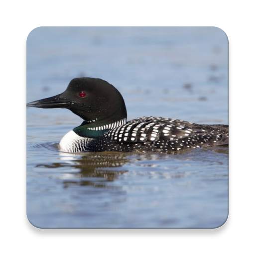 Loon Bird Sound Collections ~  1.0.2