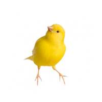 Canary song