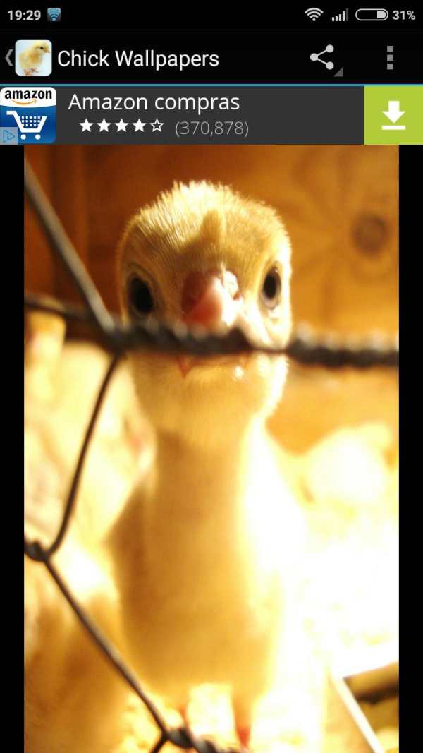 Chick Wallpapers 4 تصوير الشاشة