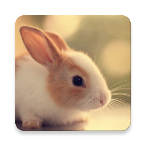 Cute Animals Pictures &amp; Videos icon