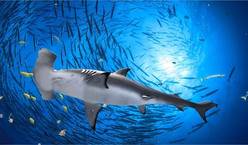 The Hammerhead Shark screenshot 15