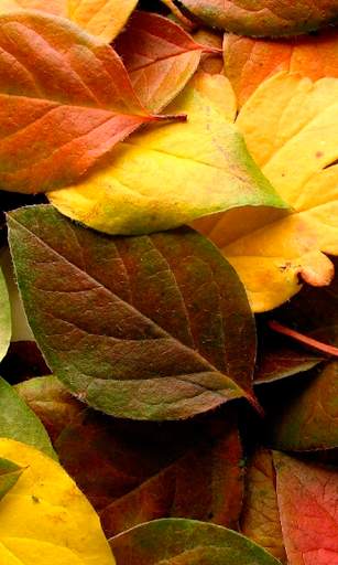Autumn leaves Wallpapers (backgrounds & themes) screenshot 5