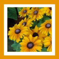 Gallery on 9Apps