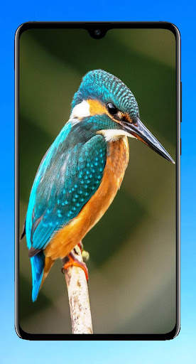 Bird Wallpaper HD screenshot 15