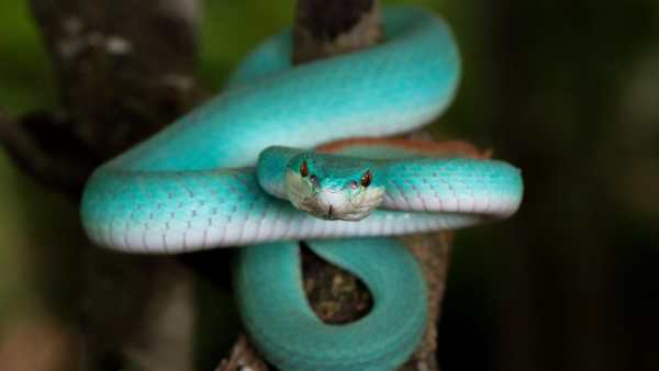 Snake Live Wallpaper - backgrounds hd 10 تصوير الشاشة