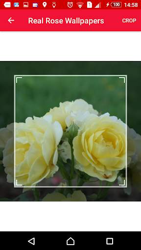 Gardener's roses screenshot 4