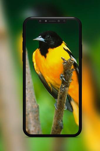 Bird Wallpaper screenshot 2