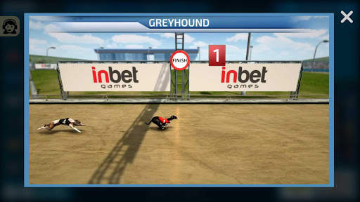 Dogs3D Races Betting screenshot 4
