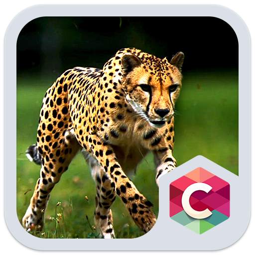 Wild Cheetah  Animal Theme HD 4.8.8