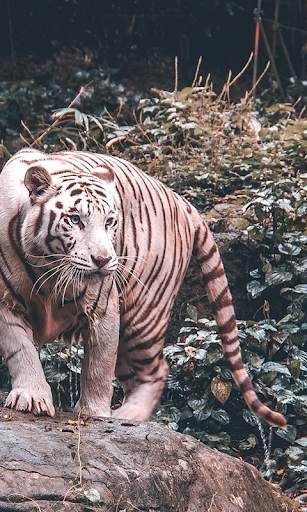 White Tiger Live Wallpaper (Backgrounds) 3 تصوير الشاشة