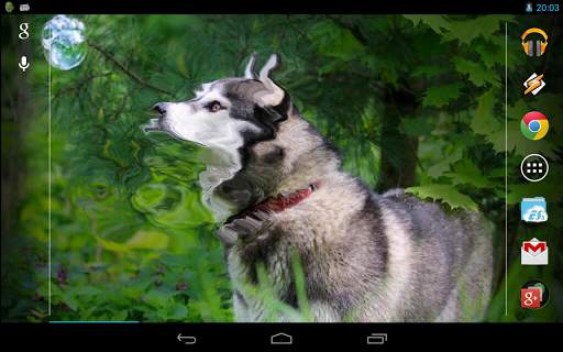 Magic Touch: Husky Live Wallpaper screenshot 5