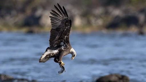 Eagle HD Wallpaper screenshot 6